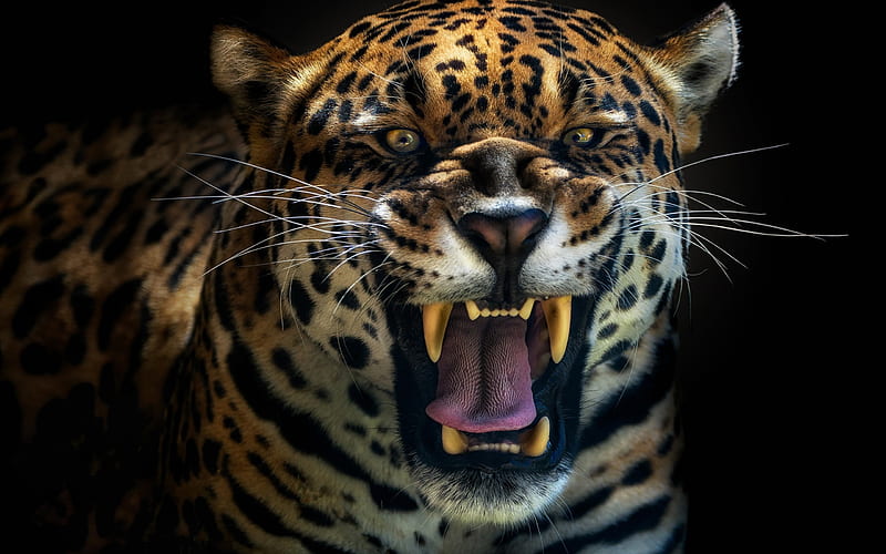 jaguar, predator, teeth, scary, big cats, roar, Animal, HD wallpaper