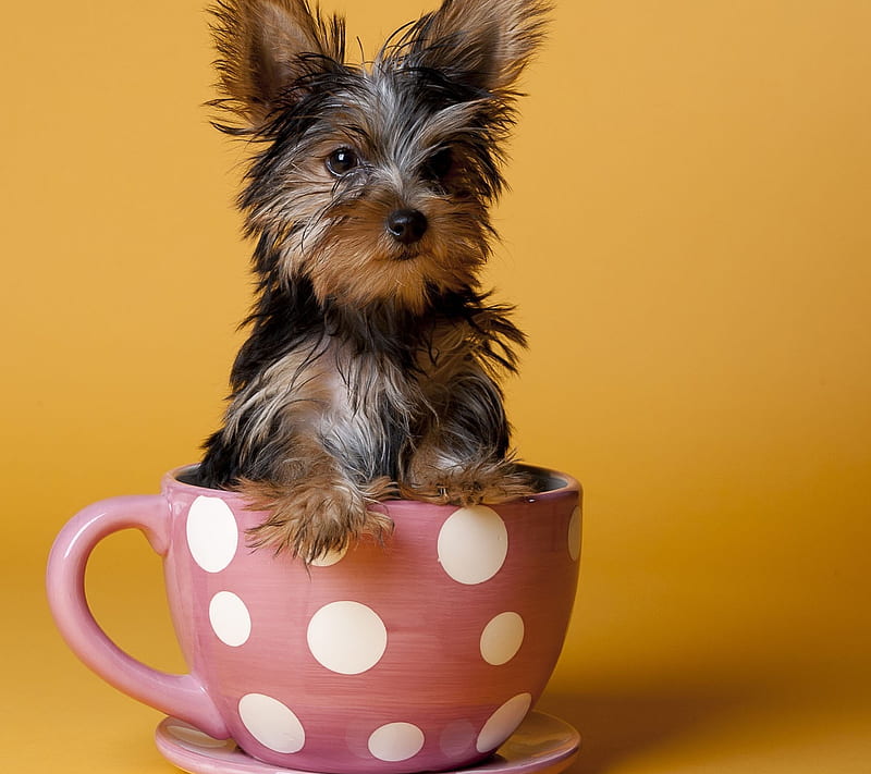 puppy in the teacup, cute, dog, pup, puppie, HD wallpaper