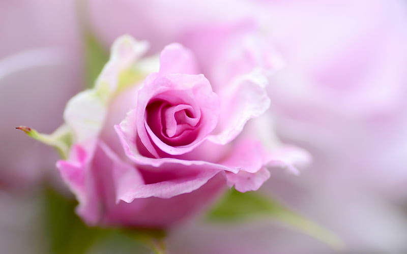 pink rose, bud rose, beautiful pink flower, floral background, pink background, HD wallpaper