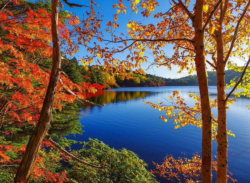 Autumn lake, pretty, fall, shore, autumn, lovely, bonito, trees, lake, nature, island, reflection, branches, HD wallpaper