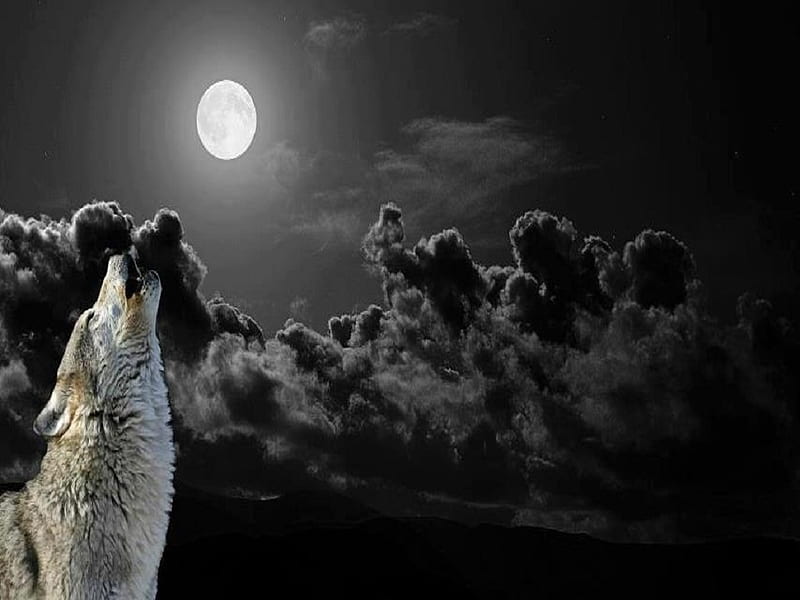 Howling At the Moon, Howl, Wolf, Moonlight, Skies, HD wallpaper