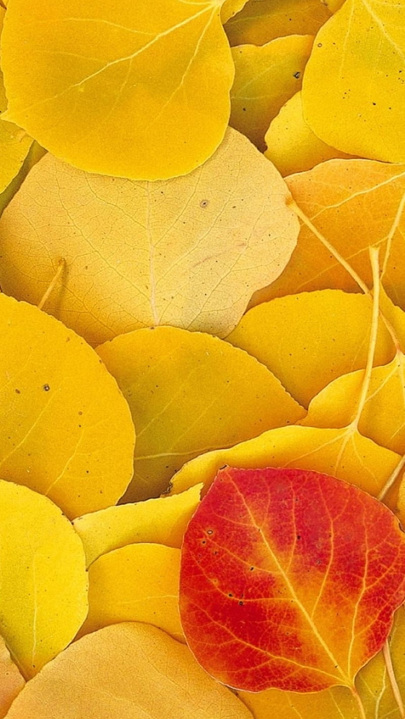 Leaves , fall, foliage, yellow, background, HD phone wallpaper
