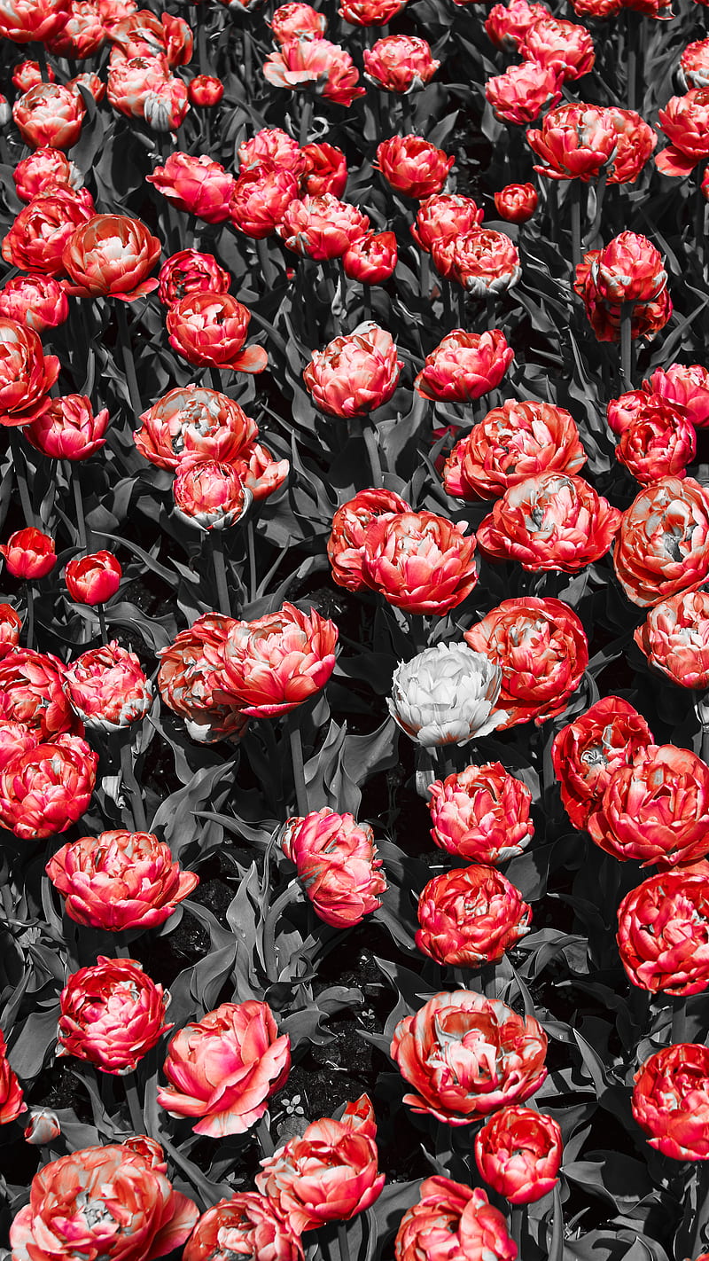flowers, red, nature, selective coloring, red flowers, plants, HD phone wallpaper