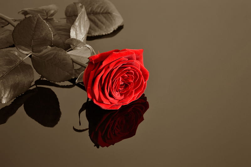 The most beautiful flower in the garden, red rose, velvet, flowers, red passion, bonito, HD wallpaper