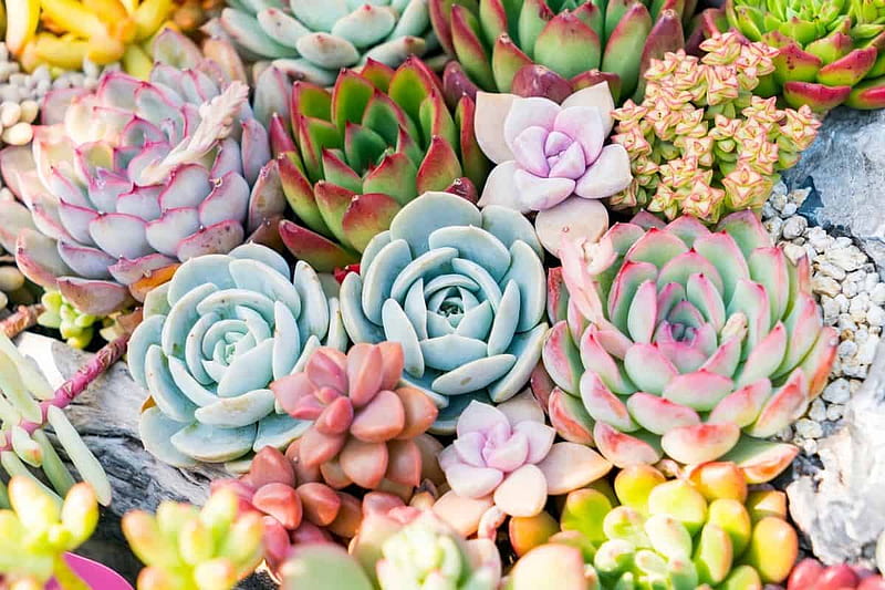 Colorful Succulents: The Top Places to Buy Online! - Sublime Succulents, HD wallpaper