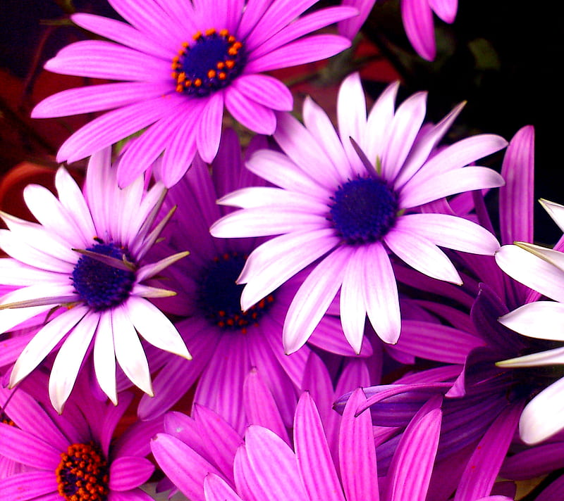 Flowers, bonito, nature, pink, HD wallpaper | Peakpx