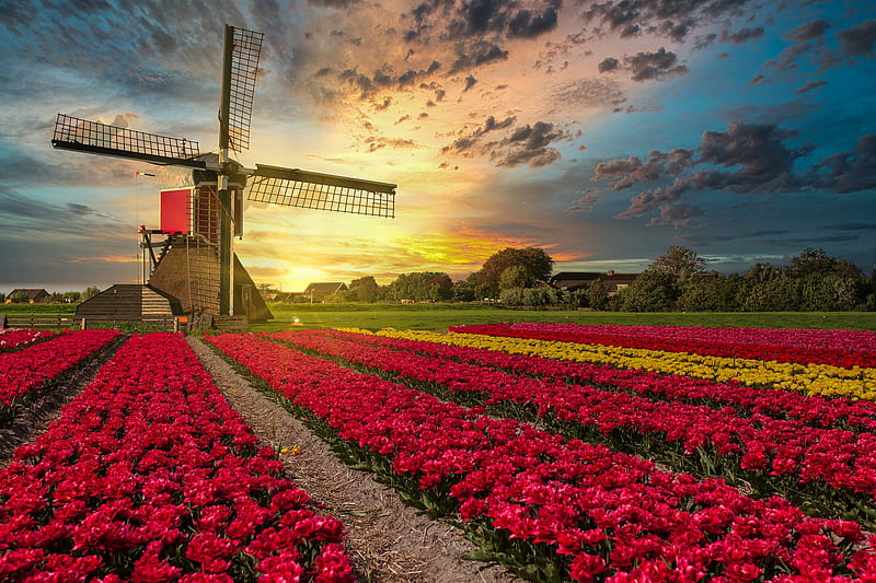 Buildings, Windmill, Field, Flower, Netherlands, Tulip, HD wallpaper