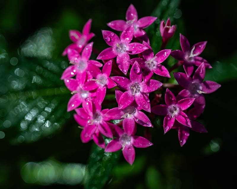pentas lanceolata, flowers, pink, petals, drops, HD wallpaper