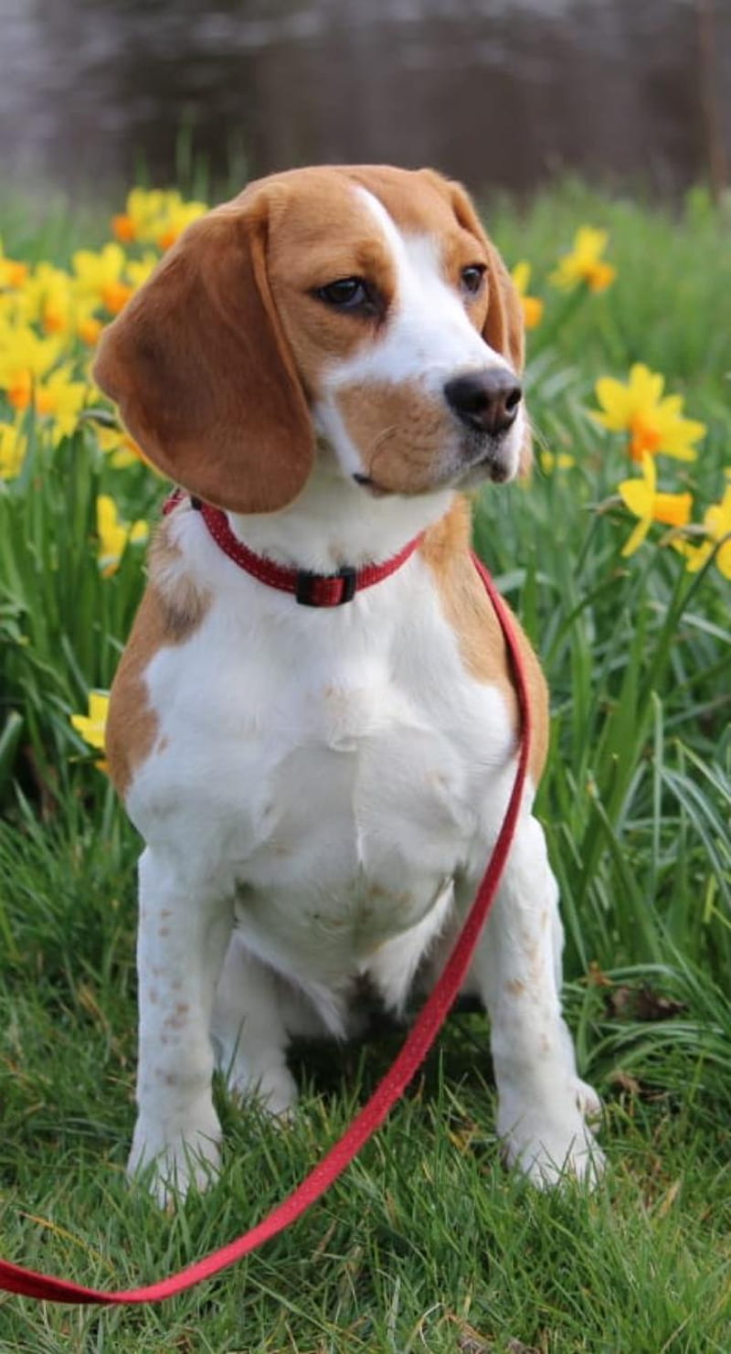 Beagle dog, HD phone wallpaper | Peakpx
