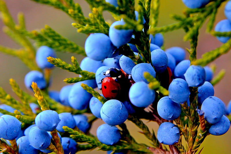 Juniper fruit berry blue green autumn, gustoase, bune, si, fructe, HD wallpaper
