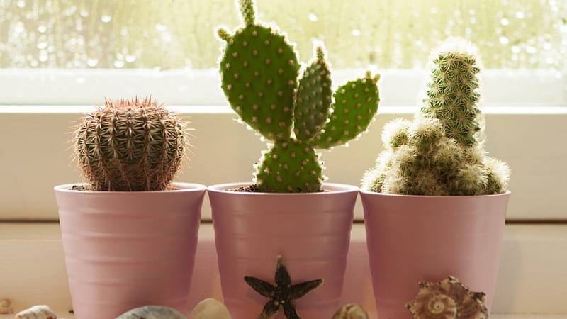 ●•✿•cactus●•✿•, pots, flowers, shells, window sill, cacti, HD wallpaper