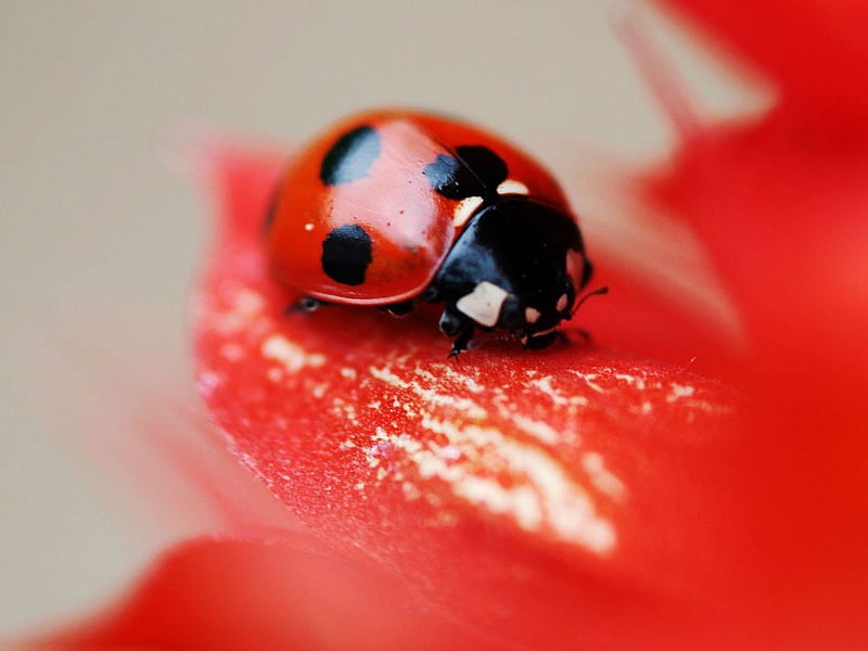 Lady Bug, red, cool, HD wallpaper