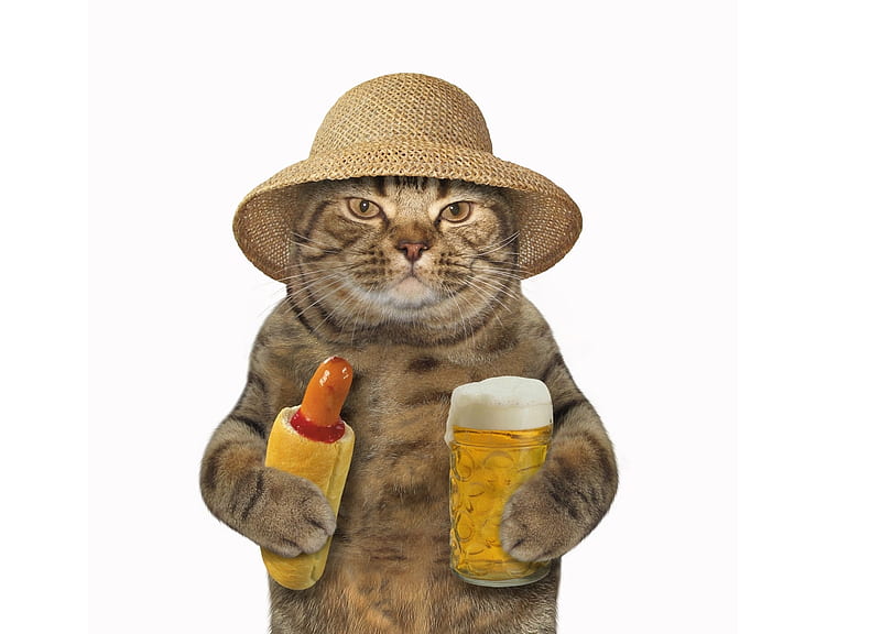 :D, food, cat, animal, hat, glass, funny, hotdog, white, beer, pisica, HD wallpaper