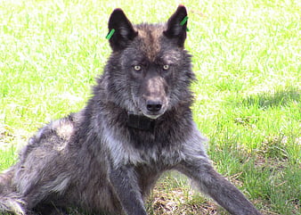 black alpha wolf howling