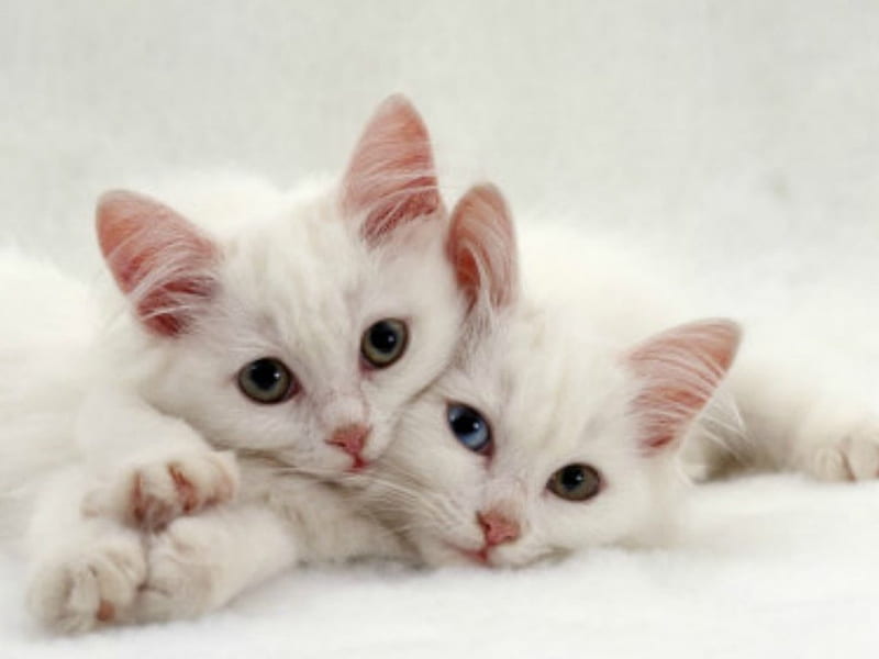 Two cuties, kittens, cat, animal, cute, two, beauty, white, pink, couple, HD wallpaper
