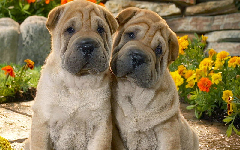 Brothers Love, Love, Brown, Flowers, Dogs, Brothers, HD wallpaper | Peakpx