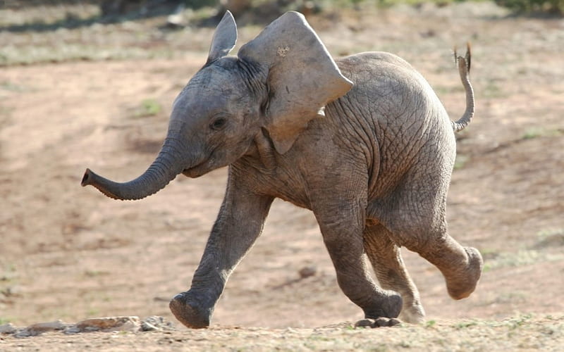 Happy Baby Elephant, running, happy, baby animal, elephant, HD wallpaper