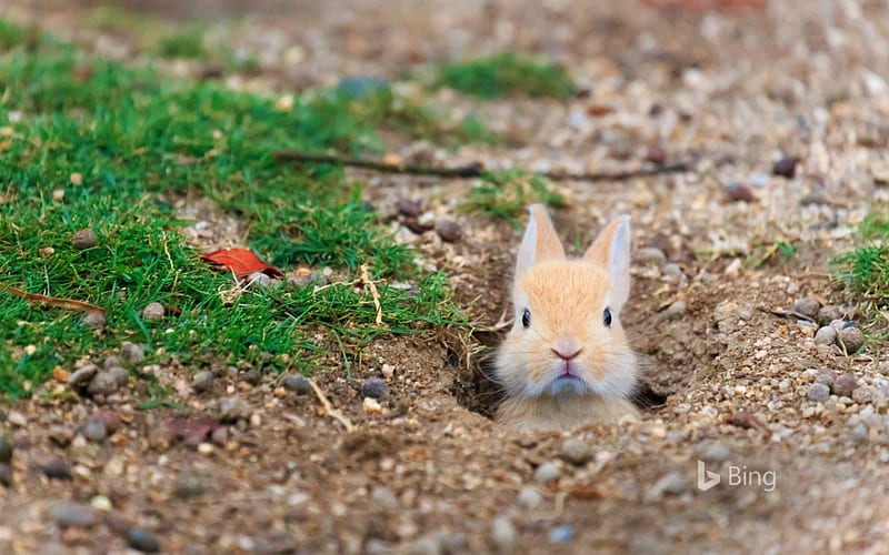 Baby feral domestic rabbit Okunoshima Island Hiroshima Japan, Baby, Feral, Rabbit, Domestic, HD wallpaper