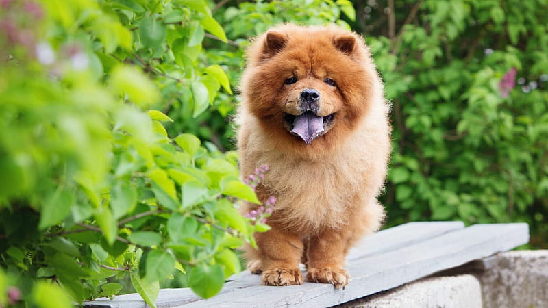 Brow Chow Chow Dog With Tongue Out Is Standing On Stone Bench Dog, HD wallpaper