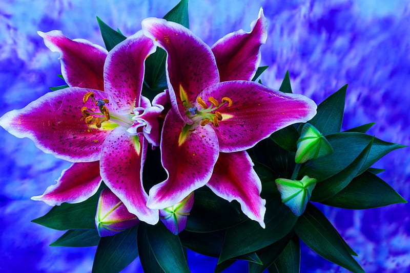 Beautiful Lilies, bonito, Lilies, Flowers, Nature, HD wallpaper | Peakpx