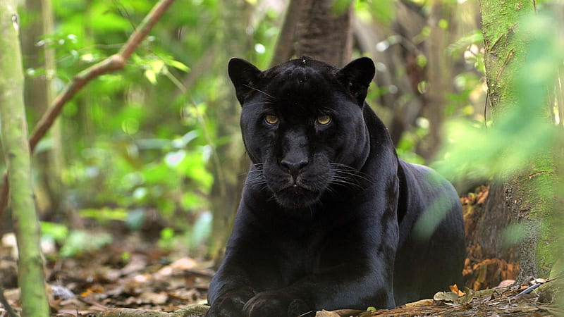 Black Panther 2, panther, black, animals, predator, HD wallpaper