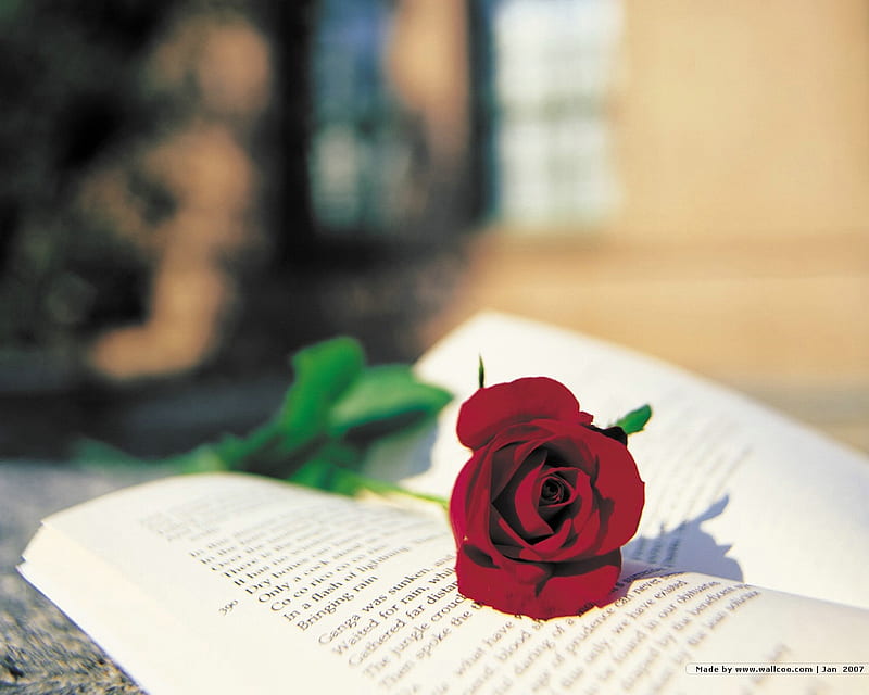 still life, red rose, open book, flower, bonito, HD wallpaper