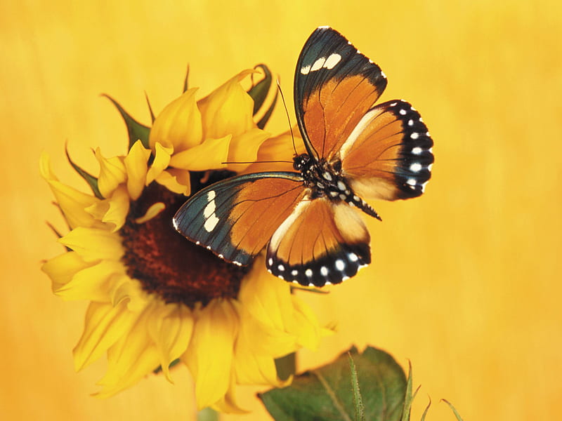 You and I must make a pact ..., sparkle, butterfly, siempre, yellow, sunflower, sunshine, light, HD wallpaper