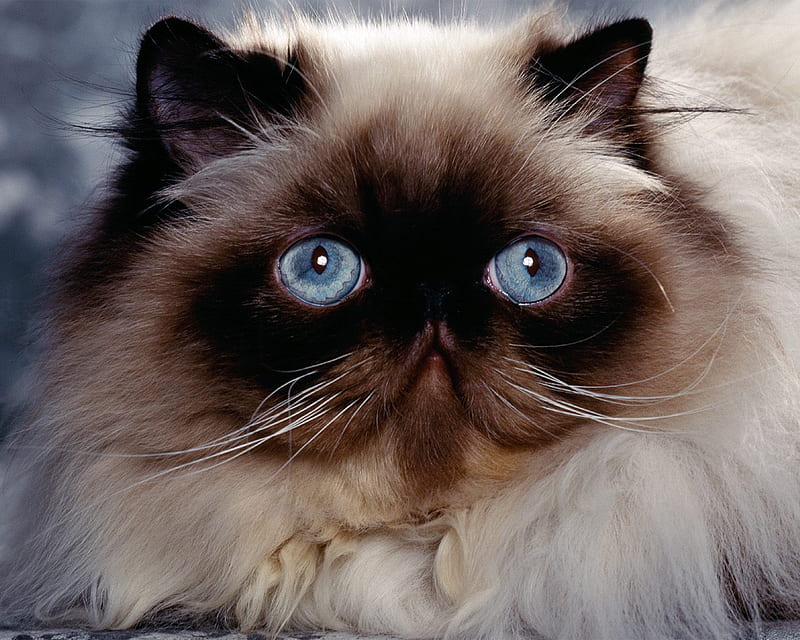 Mr. Blue Eyes, furry, pet, chocolate point, himalayan, long-haired, breed, cat, HD wallpaper