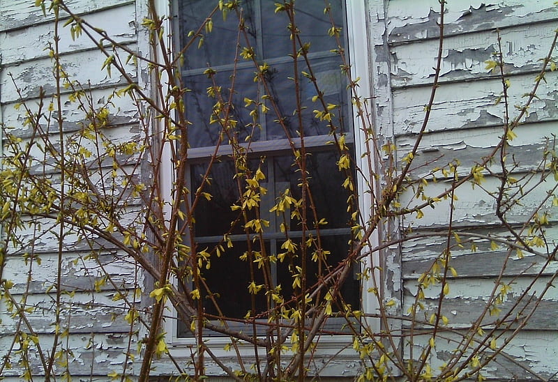 Spring still comes, shed, spring, window, forsythia, HD wallpaper