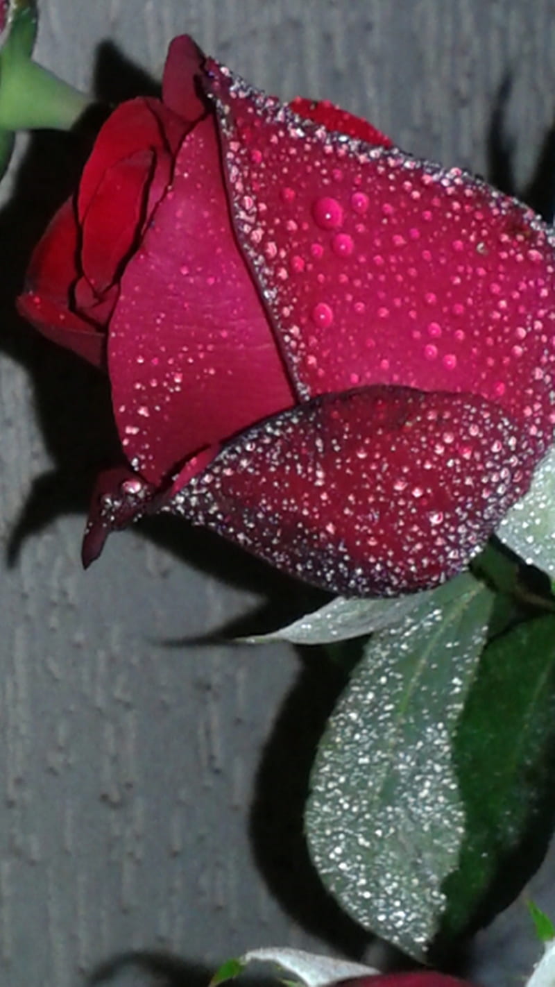 Red Rose, natue, HD phone wallpaper