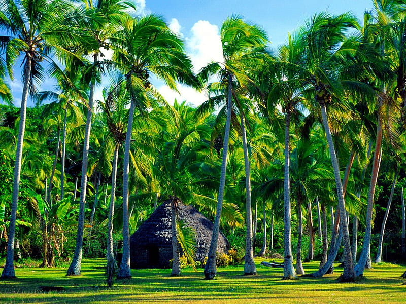 Traditional hut, hut, house, exotic, sun, traditional, cottage, greenery, cabin, palms, palm trees, green, summer, nature, tropics, tropical, HD wallpaper
