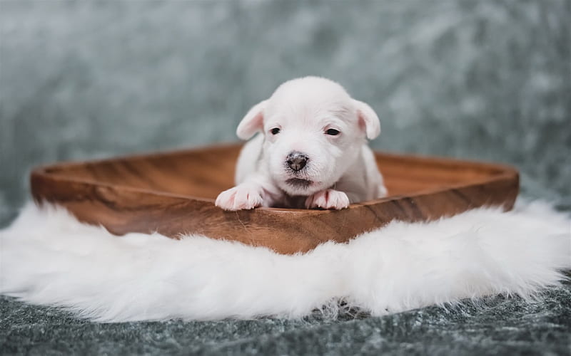 small white puppy, cute puppy, small dogs, pets, newborn dog, HD wallpaper