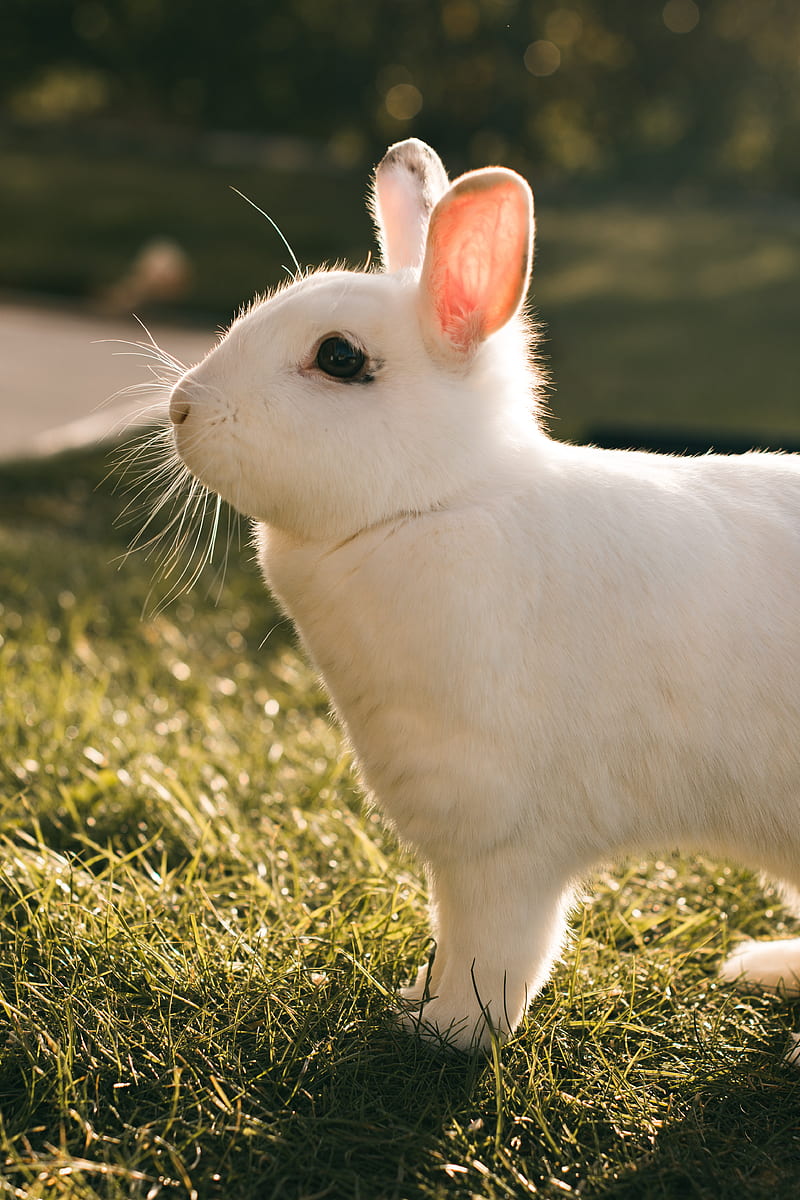 rabbit, hare, white, profile, HD phone wallpaper