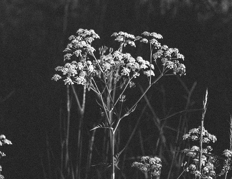 greyscale graphy of plants, HD wallpaper