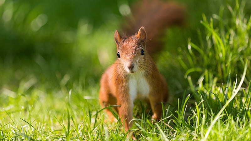 Red Squirrel With Cute Look On Green Field Squirrel, HD wallpaper