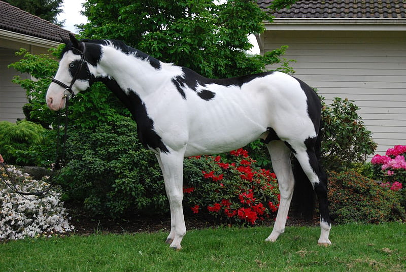a wormblood paint horse, riens, paint, wormblood, real, bridel, horse, cross breeding, tack, bit, HD wallpaper