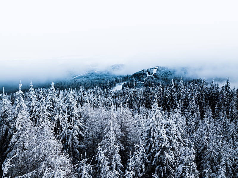 winter, trees, fog, snow, aerial view, forest, HD wallpaper