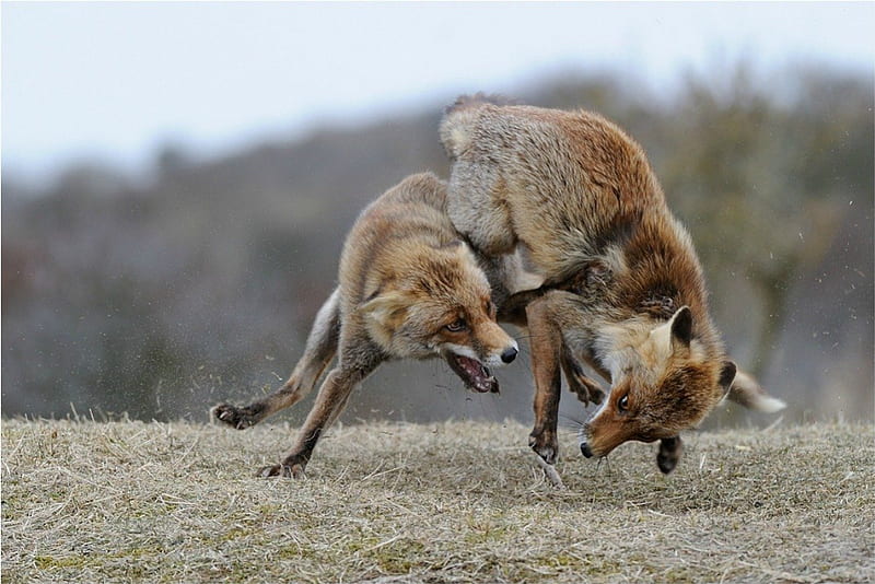 Fox fight, fight, vixen, wild life, fox, HD wallpaper
