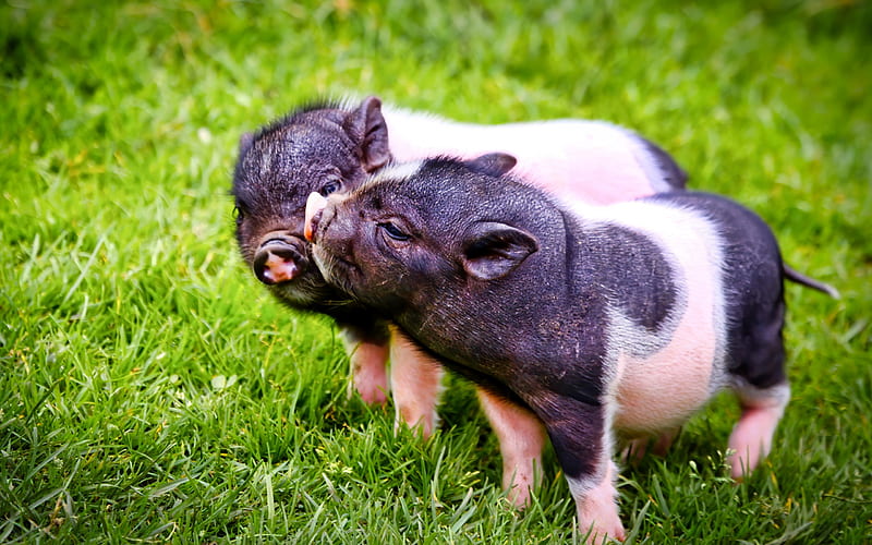 cute pigs, little black pink piglets, green grass, little pigs, cute animals, HD wallpaper