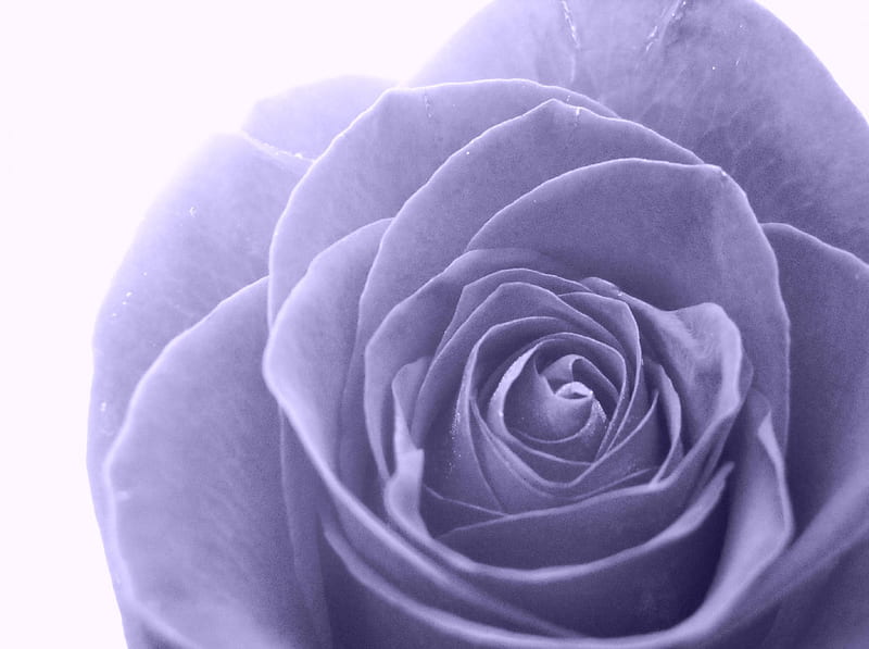 La más bonita rosa, morada, bonita, rosa, suave, pétalos, delicada, Fondo  de pantalla HD | Peakpx