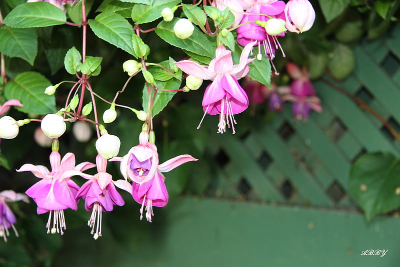 Pink Fuchsia from Victoria BC, graphy, green, Flowers, pink, Fuchsia, HD wallpaper