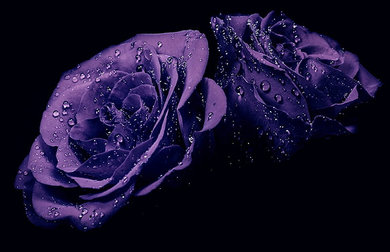 In your Shadow, drops, roses, purple, rose, HD wallpaper