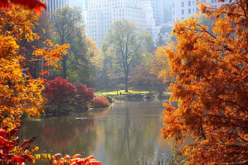 Autumn in Central Park, pond, autumn, central park, new york city, sky scrapers, manhattan, trees, HD wallpaper
