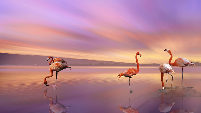 flamingo, beach, sunset, clouds, sky, Animal, HD wallpaper