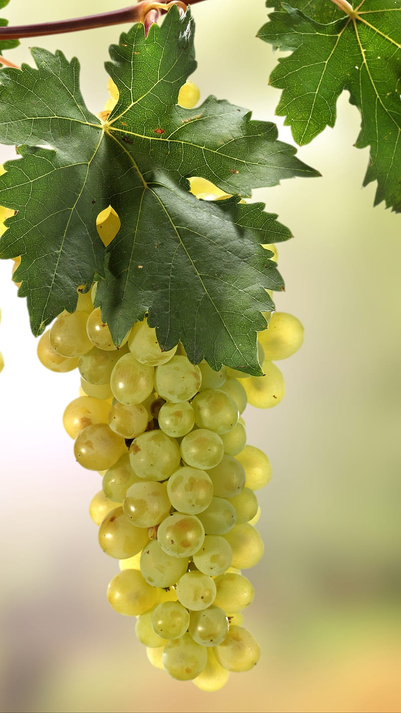 Green grapes, autumn, food, grape, leavesnnature, HD phone wallpaper |  Peakpx