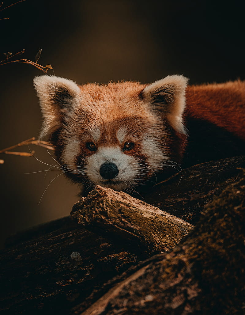 red panda, animal, brown, tree, wildlife, HD phone wallpaper