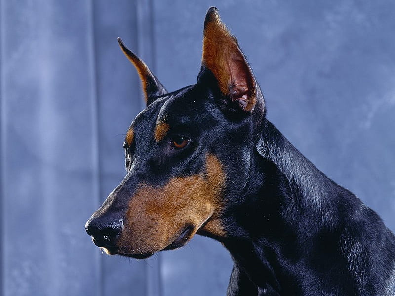 Doberman Pinscher, big, sleek, scary, animals, dogs, HD wallpaper