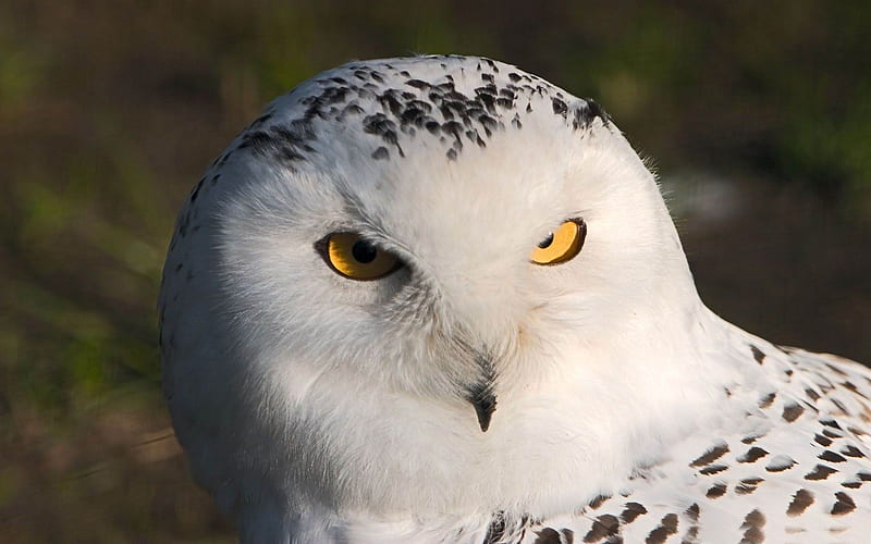 snowy owl-Beautiful bird graphy, HD wallpaper