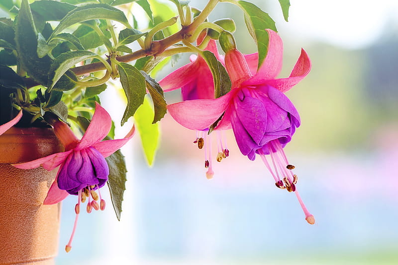 Được gọi là \'hoa độc nhất vô nhị\' với những cánh hoa lớn và những mảng màu đậm, hoa đỗ quyên là điểm đến hoàn hảo cho những người yêu thích hoa. Các bức ảnh về chúng sẽ khiến bạn muốn đặt chân đến những khu vực hoang sơ của Việt Nam để ngắm nhìn vẻ đẹp ngoạn mục của chúng.