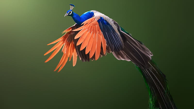 Birds, Peacock, Bird, Wildlife, HD wallpaper
